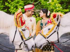 Baraat-Horses-Dual